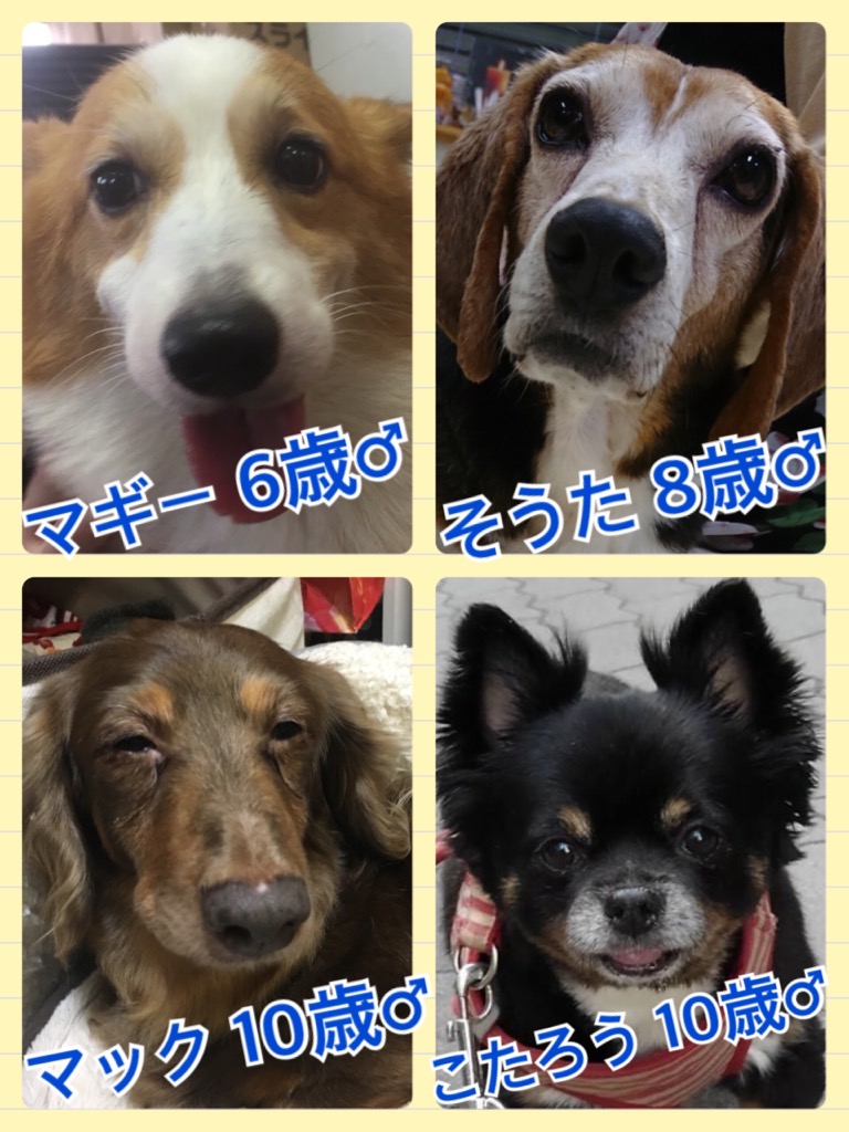 今日は２１日ワンニャンの日🐶🐱🐾今日の里親様募集中ワンコメンバー🐶2018,5,21